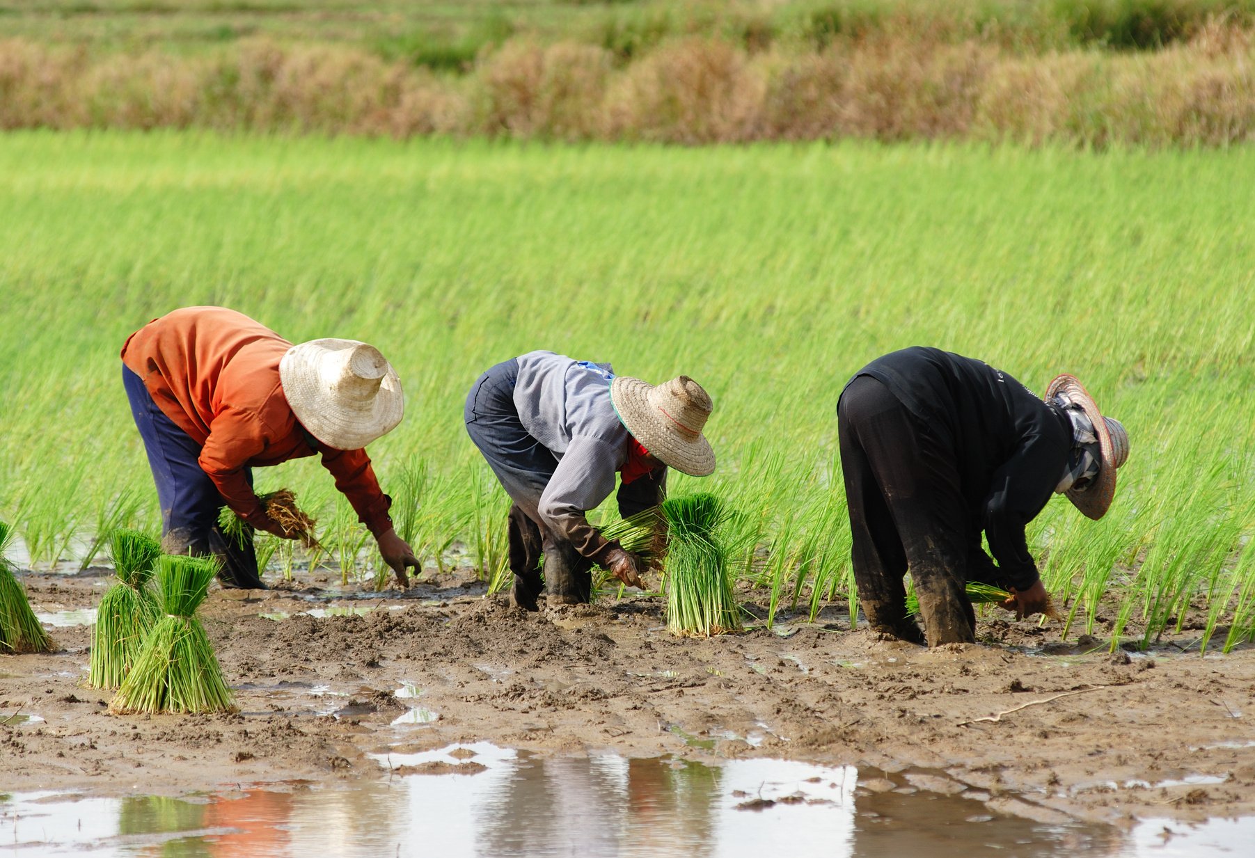 Farming